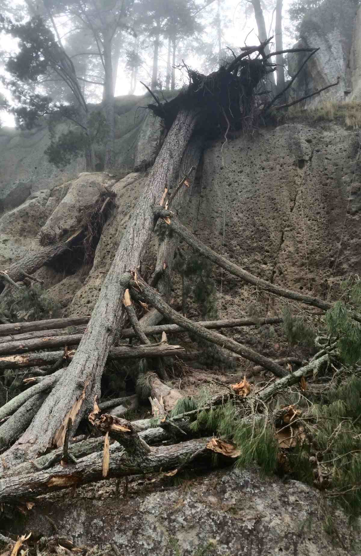 Trees fallen on the lower tier at Wharepapa Rock crag