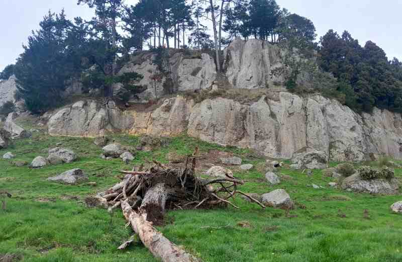 A pile of tree debris dragged away from the cliff across a paddock